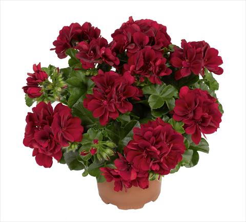 Photos von Blumenvarianten benutzt als: Topf, Beet, Terrasse Pelargonium peltatum RED FOX Atlantic Red Velvet