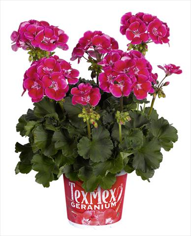 Photos von Blumenvarianten benutzt als: Topf, Beet, Terrasse Pelargonium zonale RED FOX Tex Mex Fire