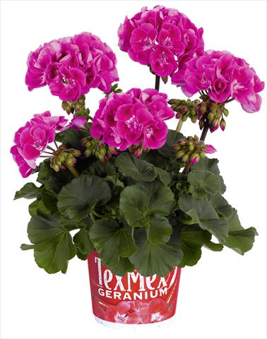Photos von Blumenvarianten benutzt als: Topf, Beet, Terrasse Pelargonium zonale RED FOX Tex Mex Hot Pink