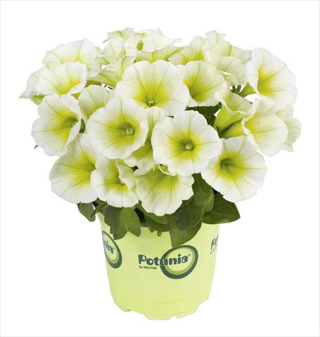 Photos von Blumenvarianten benutzt als: Topf, Beet, Terrasse Petunia RED FOX Potunia® Lemon Drop
