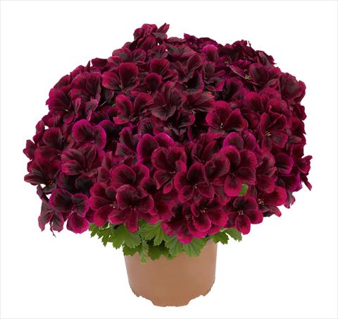Photos von Blumenvarianten benutzt als: Topf und Beet Pelargonium interspec. RED FOX Graziosa Merlot Red