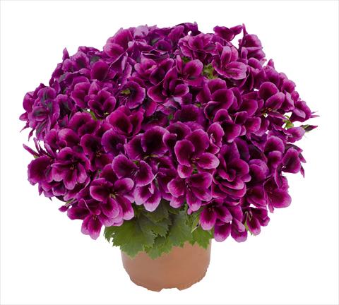 Photos von Blumenvarianten benutzt als: Topf und Beet Pelargonium interspec. RED FOX Graziosa Royal Lilac