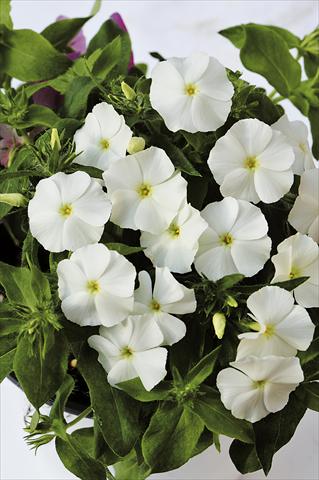 Photos von Blumenvarianten benutzt als: Topf, Beet, Terrasse Phlox maculata RED FOX Phloxy Lady White
