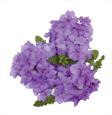 Photos von Blumenvarianten benutzt als: Topf, Beet, Terrasse, Ampel Verbena RED FOX Empress Flair Lavender Blue