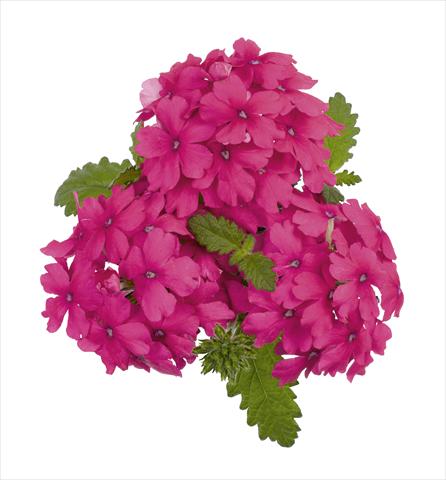 Photos von Blumenvarianten benutzt als: Topf, Beet, Terrasse, Ampel Verbena RED FOX Empress Salmon Pink