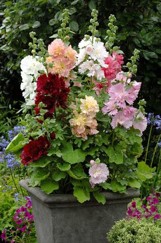Photos von Blumenvarianten benutzt als: Topf und Beet Alcea rosea Spring Celebrities