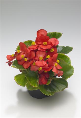 Photos von Blumenvarianten benutzt als: Beet- / Rabattenpflanze Begonia semperflorens Monza Scarlet improved