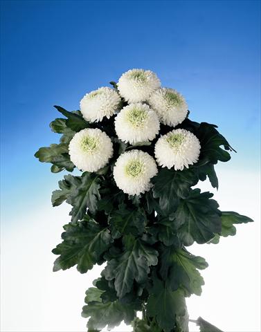 Photos von Blumenvarianten benutzt als: Schnittblume Chrysanthemum Boris Becker