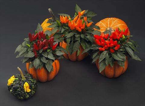 Photos von Blumenvarianten benutzt als: Topf Capsicum annuum Salsa Halloween Mix