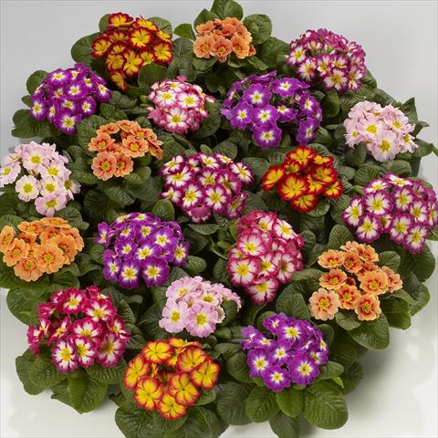 Photos von Blumenvarianten benutzt als: Ampel/Topf Primula acaulis, veris, vulgaris Mega F1 Bicolor