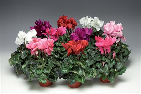 Photos von Blumenvarianten benutzt als: Topf und Beet Cyclamen persicum Perfetto F1 Uni Mix