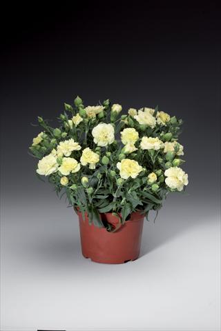 Photos von Blumenvarianten benutzt als: Topf und Beet Dianthus caryophyllus Sun Charm Yellow