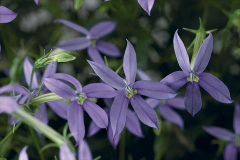 Photos von Blumenvarianten benutzt als: Topf, Beet, Terrasse, Ampel Laurentia Astro Blue