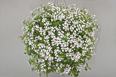 Photos von Blumenvarianten benutzt als: Topf, Terrasse, Ampel. Pelargonium peltatum Snow Cascade
