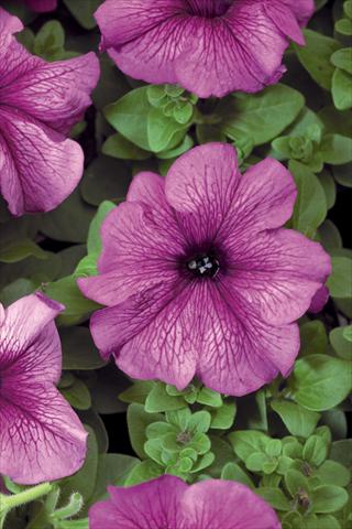Photos von Blumenvarianten benutzt als: Topf, Terrasse, Ampel. Petunia grandiflora Bravo® F1 Plume