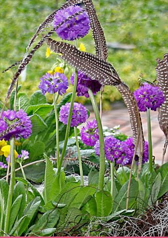 Photos von Blumenvarianten benutzt als: Topf und Beet Primula denticulata Corolla Blue