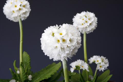 Photos von Blumenvarianten benutzt als: Topf und Beet Primula denticulata Corolla White