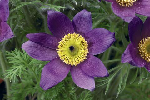 Photos von Blumenvarianten benutzt als: Topf und Beet Pulsatilla vulgaris Pinwheel Blue Violet Shades