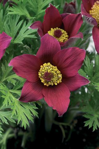 Photos von Blumenvarianten benutzt als: Topf und Beet Pulsatilla vulgaris Pinwheel Dark Red Shades