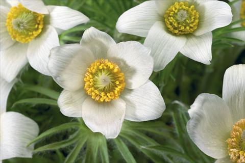 Photos von Blumenvarianten benutzt als: Topf und Beet Pulsatilla vulgaris Pinwheel White