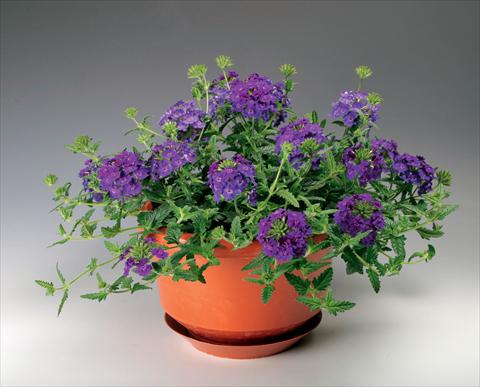 Photos von Blumenvarianten benutzt als: Topf, Terrasse, Ampel. Verbena Lanai® Denim Blu