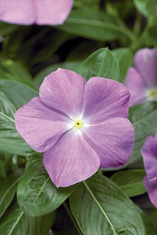 Photos von Blumenvarianten benutzt als: Topf und Beet Catharanthus roseus - Vinca Sunstorm© Light Blue