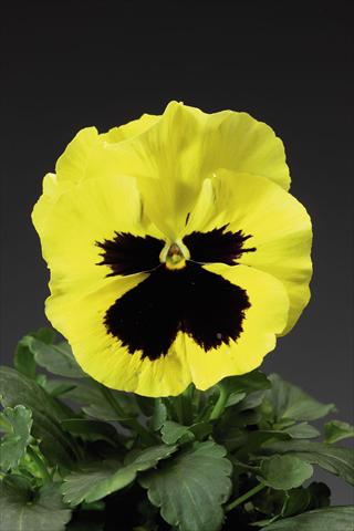 Photos von Blumenvarianten benutzt als: Topf und Beet Viola wittrockiana Delta F1 Primrose w Blotch Improved