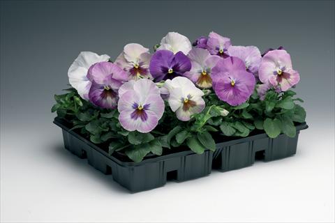 Photos von Blumenvarianten benutzt als: Topf und Beet Viola wittrockiana Delta F1 Purple Surprise