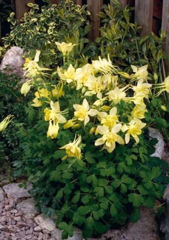 Photos von Blumenvarianten benutzt als: Topf und Beet Aquilegia hybrida Spring Magic® Yellow