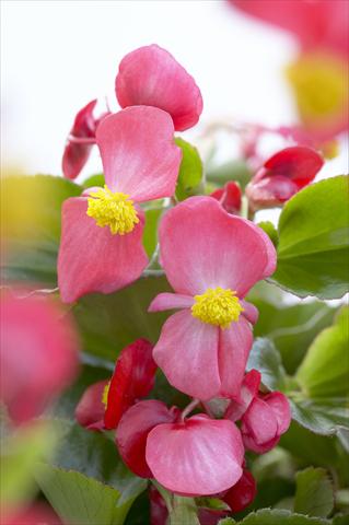 Photos von Blumenvarianten benutzt als: Topf und Beet Begonia hybrida Kazan® Red