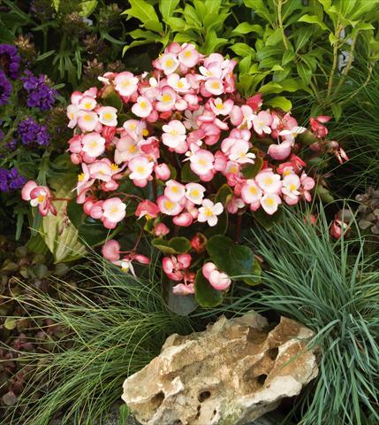 Photos von Blumenvarianten benutzt als: Topf und Beet Begonia semperflorens Super Olympia® Bicolor