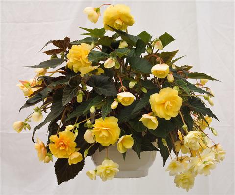 Photos von Blumenvarianten benutzt als: Topf, Beet, Terrasse, Ampel Begonia tuberhybrida Illumination® Peaches