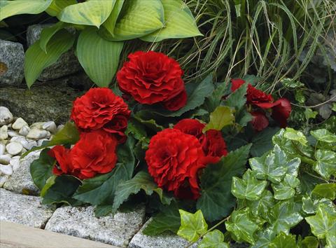Photos von Blumenvarianten benutzt als: Beet, Topf oder Ampel Begonia tuberhybrida Primary® Deep Red