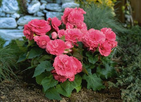 Photos von Blumenvarianten benutzt als: Beet, Topf oder Ampel Begonia tuberhybrida Primary® Pink Shades
