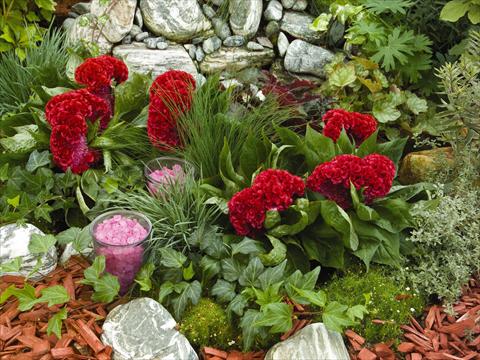 Photos von Blumenvarianten benutzt als: Topf und Beet Celosia cristata Amigo Red