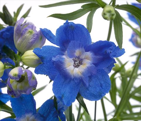 Photos von Blumenvarianten benutzt als: Topf, Beet, Terrasse Delphinium grandiflorum Summer Cloud