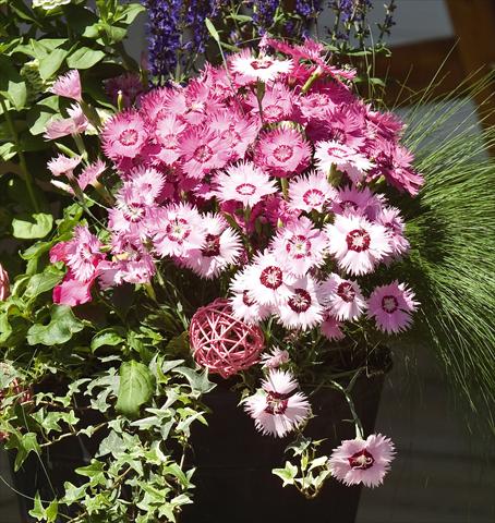 Photos von Blumenvarianten benutzt als: Topf und Beet Dianthus gratianapolitanus Flavora Rose Shades