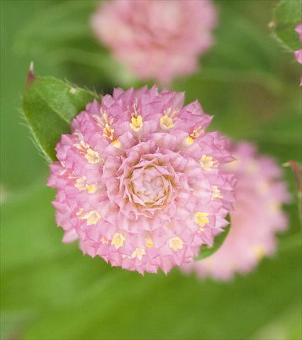 Photos von Blumenvarianten benutzt als: Topf und Beet Gomphrena globosa Las Vegas Pink