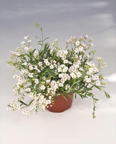 Photos von Blumenvarianten benutzt als: Topf, Beet, Terrasse Gypsophila repens Filou White