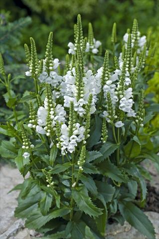 Photos von Blumenvarianten benutzt als: Topf und Beet Physostegia virginiana Crystal Peak White