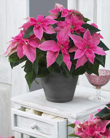 Photos von Blumenvarianten benutzt als: Topf Poinsettia - Euphorbia pulcherrima Princettia® Hot Pink