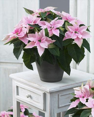 Photos von Blumenvarianten benutzt als: Topf Poinsettia - Euphorbia pulcherrima Princettia® Pink