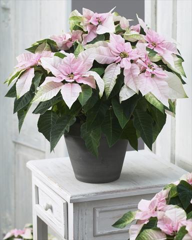 Photos von Blumenvarianten benutzt als: Topf Poinsettia - Euphorbia pulcherrima Princettia® Soft Pink