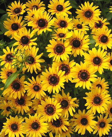 Photos von Blumenvarianten benutzt als: Topf und Beet Rudbeckia hirta Denver Daisy
