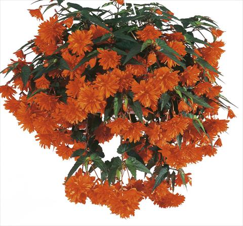 Photos von Blumenvarianten benutzt als: Topf, Terrasse, Ampel. Begonia cultivars Orange DSG®
