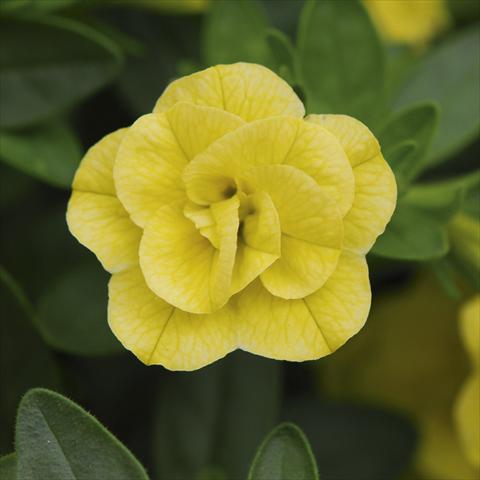 Photos von Blumenvarianten benutzt als: Topf, Beet, Terrasse, Ampel Calibrachoa MiniFamous® Double Lemon sel®