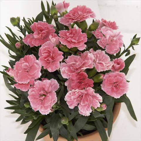 Photos von Blumenvarianten benutzt als: Topf, Beet, Terrasse Dianthus caryophyllus SuperTrouper® Oscar Light Pink sel