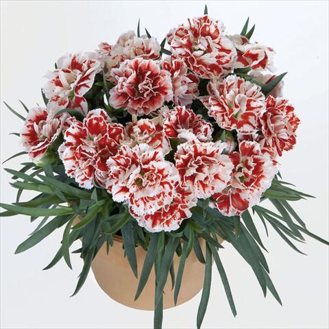 Photos von Blumenvarianten benutzt als: Topf, Beet, Terrasse Dianthus caryophyllus SuperTrouper® Sammy sel