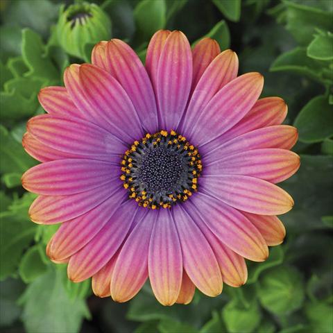 Photos von Blumenvarianten benutzt als: Topf und Beet Osteospermum FlowerPower® Deluxe sel® Copper Amethyst