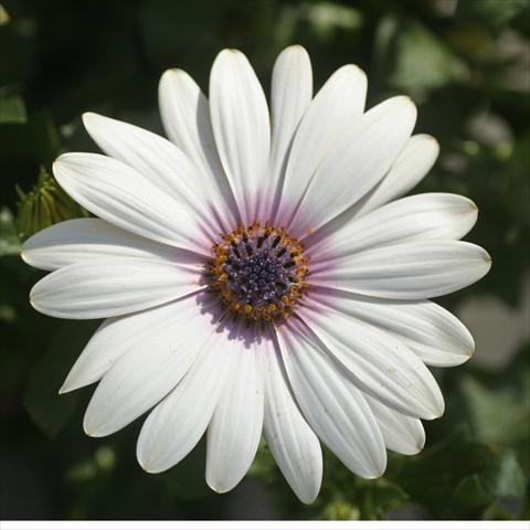 Photos von Blumenvarianten benutzt als: Topf und Beet Osteospermum FlowerPower® Deluxe sel® Milky Way